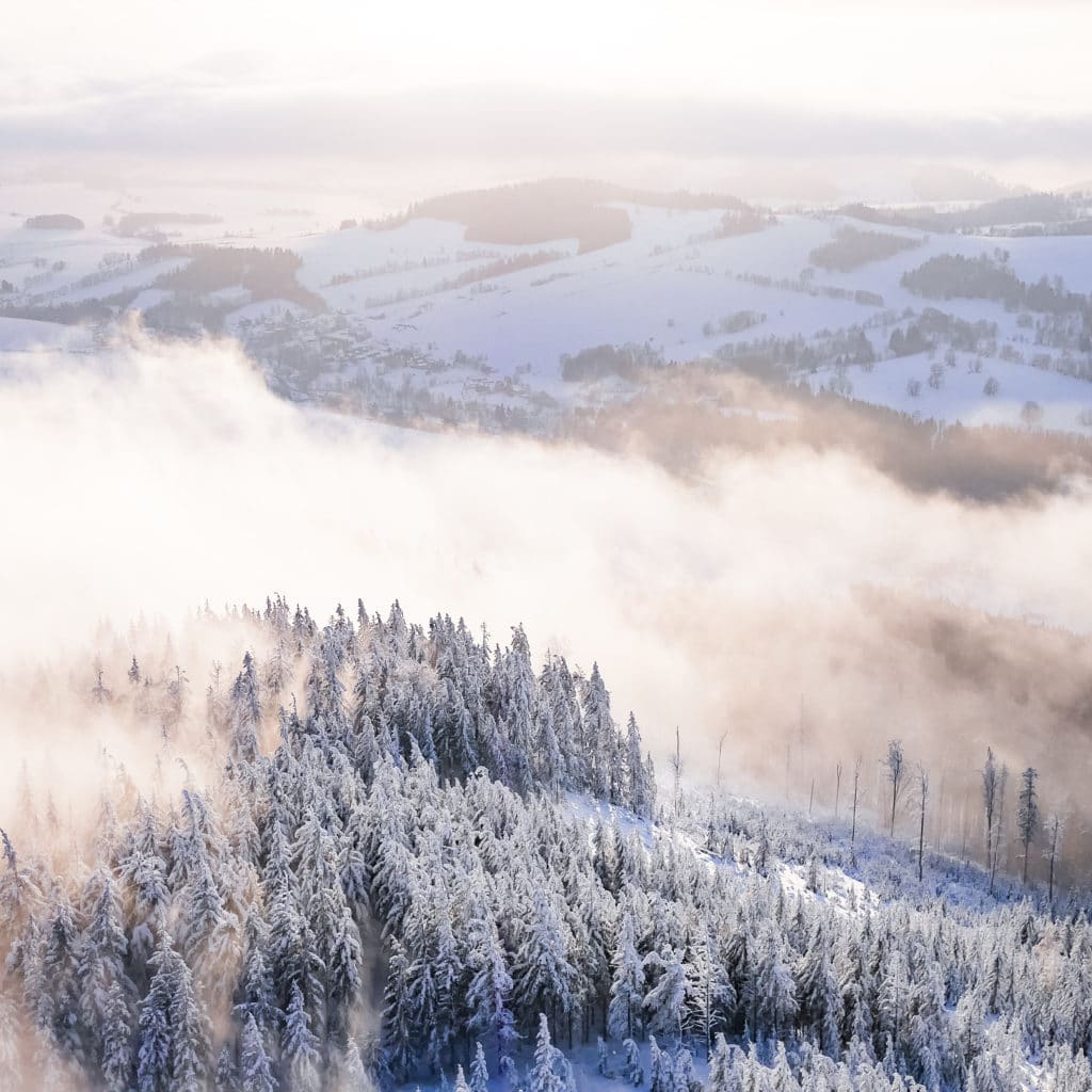 fog in snowy forest winter scenery picjumbo com