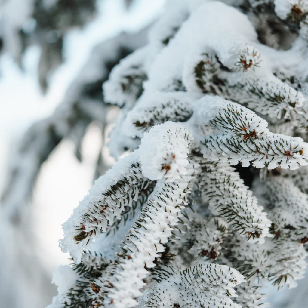 tree under the snow in winter picjumbo com